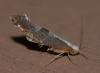 Argyresthia spinosella